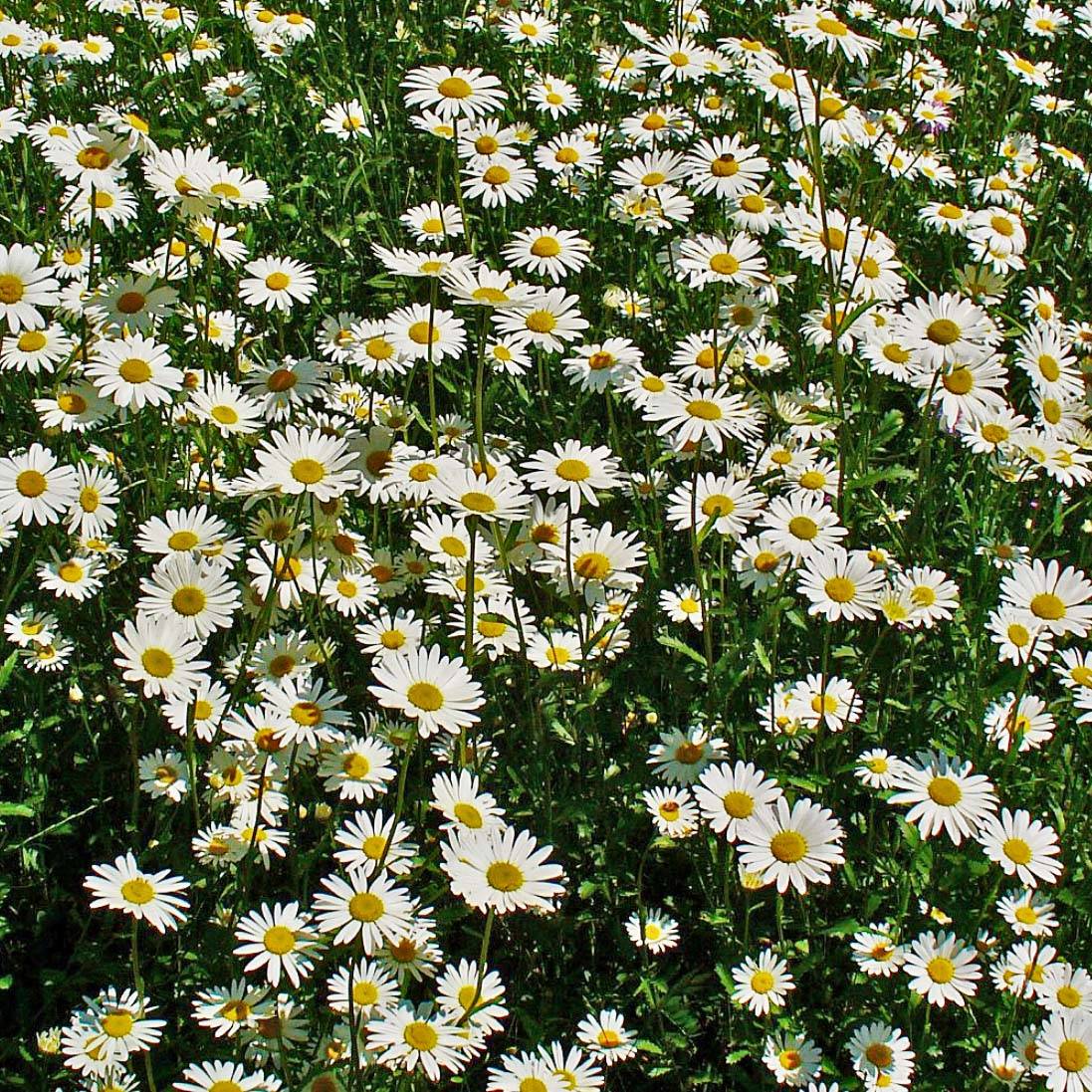 Leucanthemum vulgare - Marguerite commune. Godet de 8/9 cm