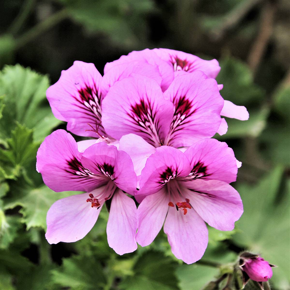 Pelargonium odorant Cola Bottles - Géranium parfum Coca Cola Godet de 8/9 cm