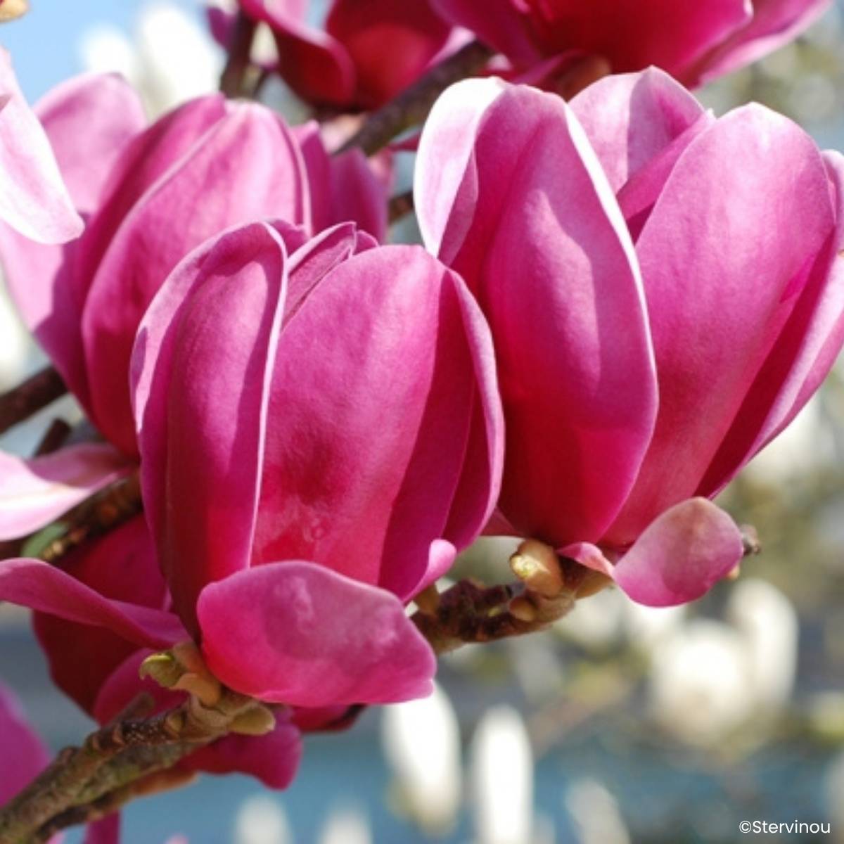 Promesse de Fleurs - Magnolia greffé Shirazz Pot de 4L/5L