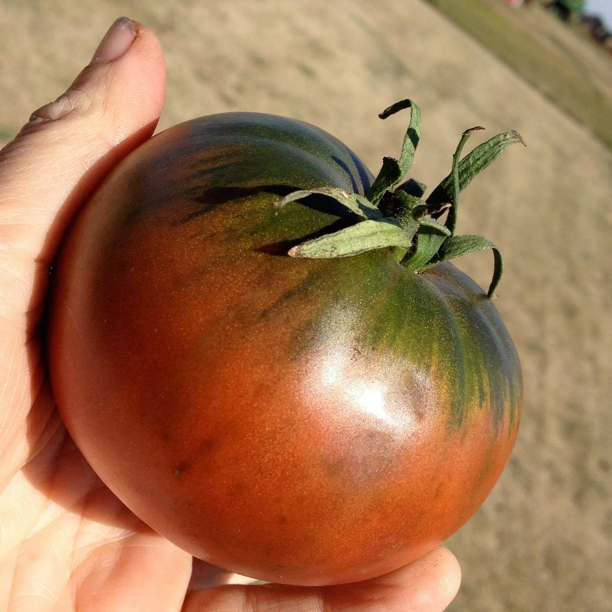 Tomate Cherokee Purple en plants godet de 8/9cm - Image 2