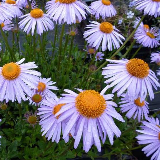 Promesse de Fleurs - Aster tongolensis Berggarten - Aster de Printemps Godet de 8/9 cm