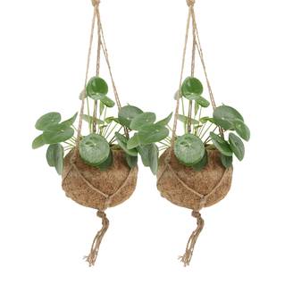 Kokodama Pilea Peperomiodes - D15 H20cm