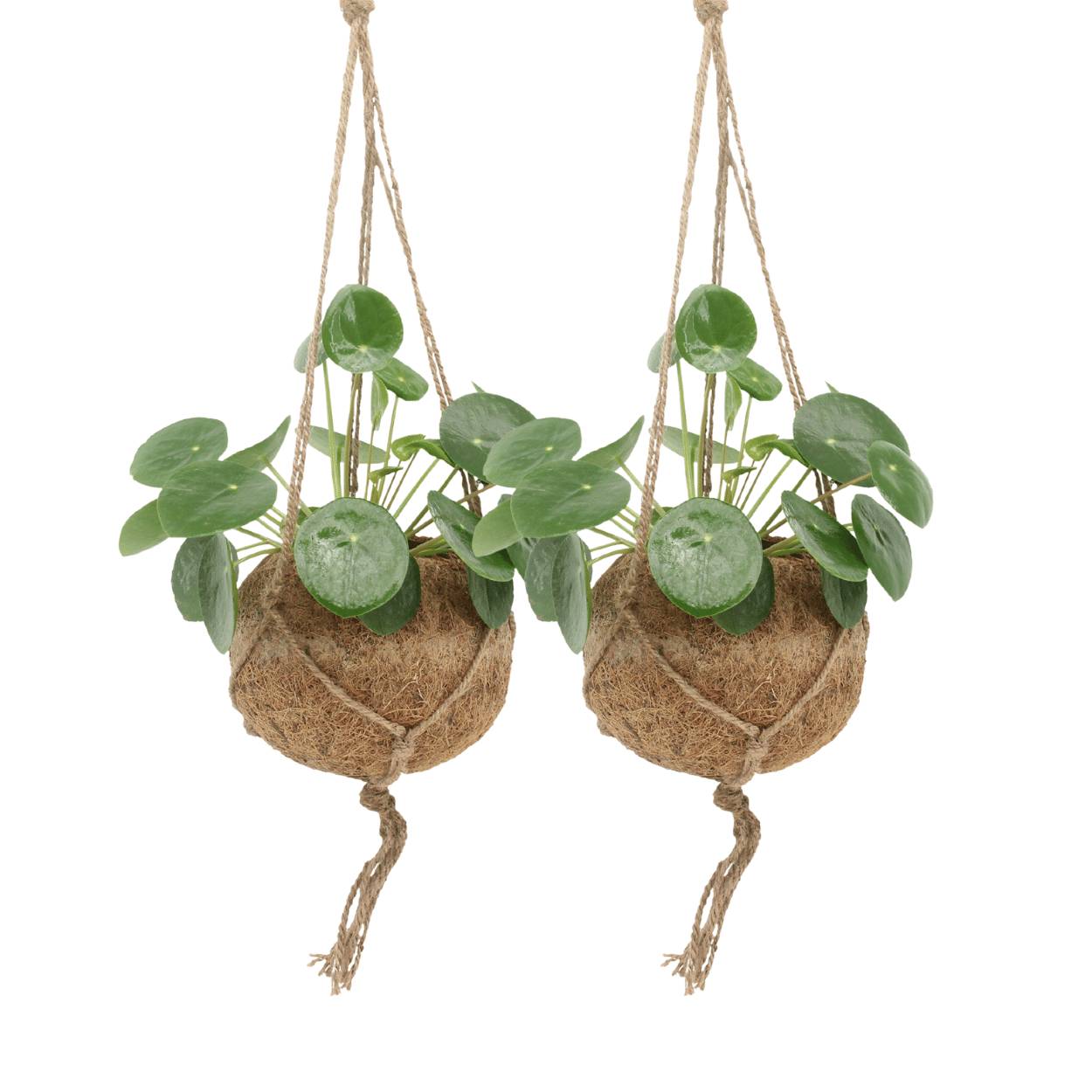 Kokodama Pilea Peperomiodes - D15 H20cm
