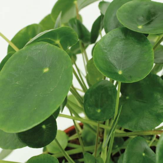 Kokodama Pilea Peperomiodes - D15 H20cm - Image 3