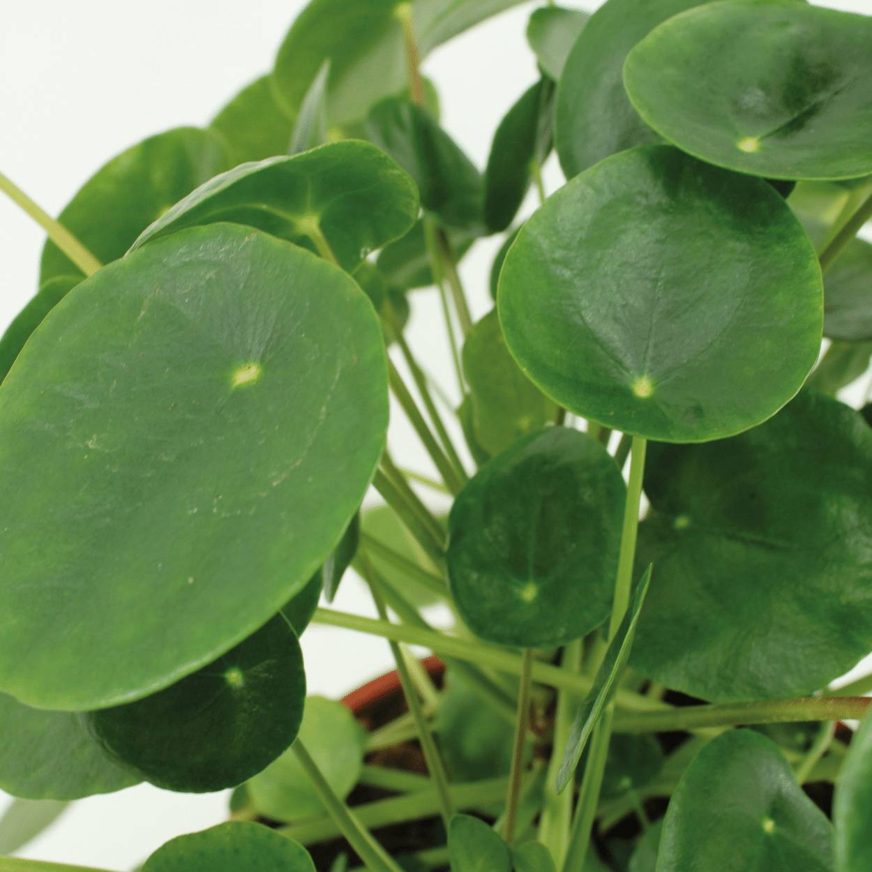 Kokodama Pilea Peperomiodes - D15 H20cm - Image 3