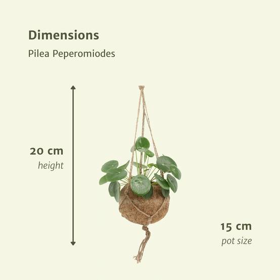 Kokodama Pilea Peperomiodes - D15 H20cm - Image 4