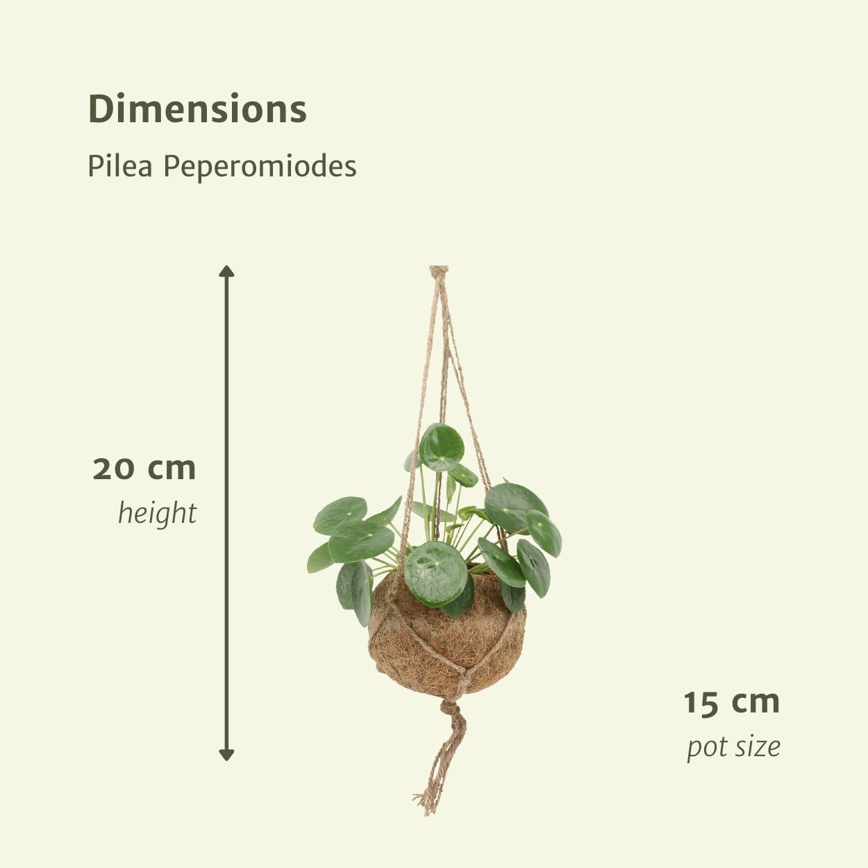 Kokodama Pilea Peperomiodes - D15 H20cm - Image 4