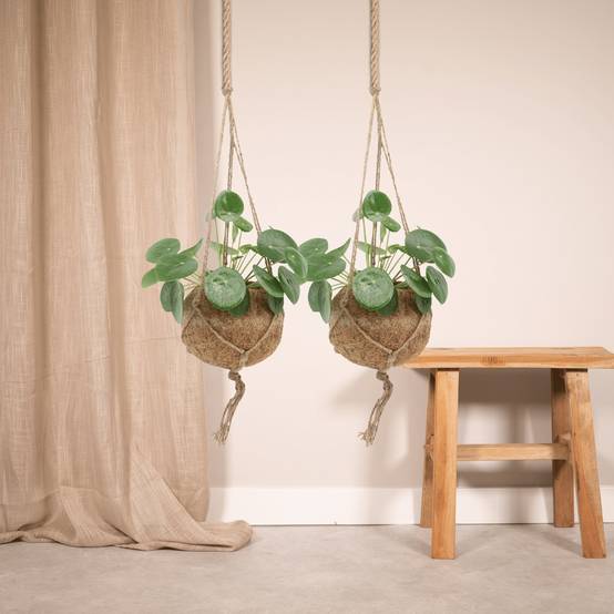 Kokodama Pilea Peperomiodes - D15 H20cm - Image 2