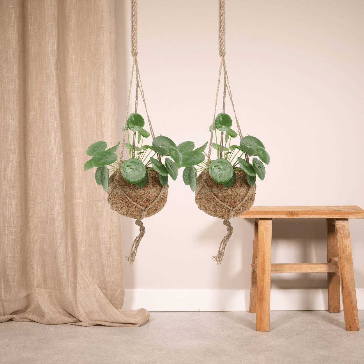 Kokodama Pilea Peperomiodes - D15 H20cm - Image 2