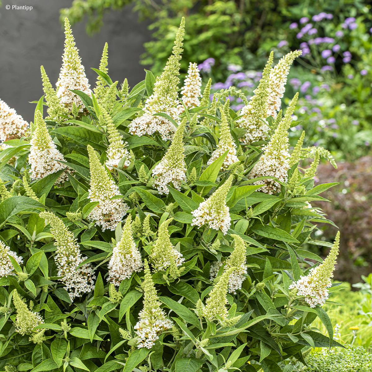 Promesse de Fleurs - Buddleja davidii Butterfly Candy Little White - Arbre aux papillons nain Pot de 3L/4L - Image 1