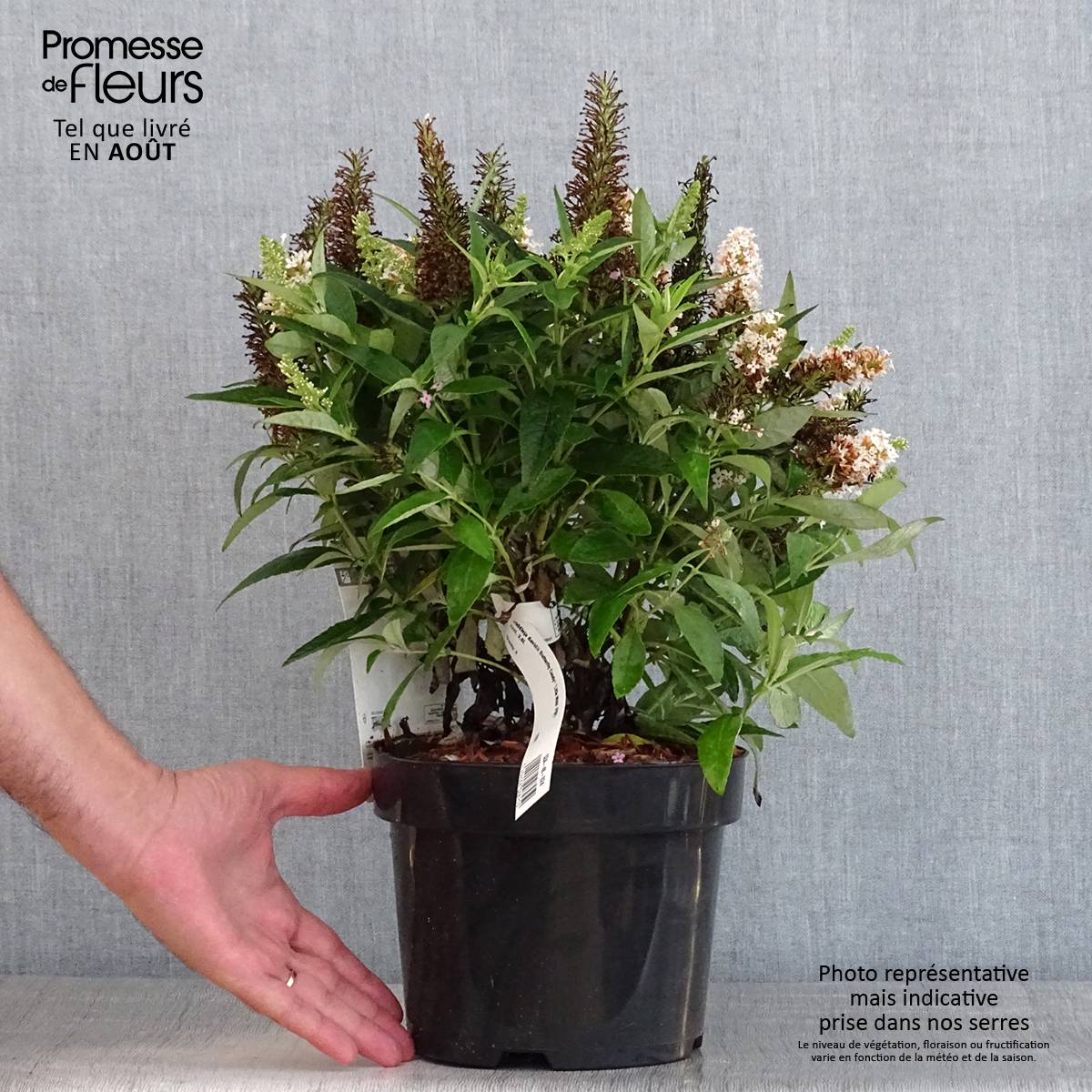 Promesse de Fleurs - Buddleja davidii Butterfly Candy Little White - Arbre aux papillons nain Pot de 3L/4L - Image 2