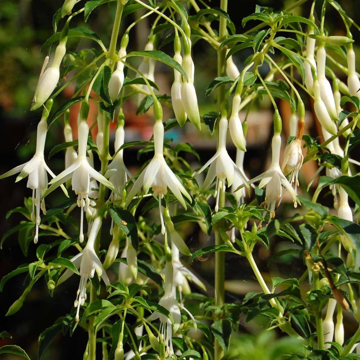 Fuchsia magellanica Hawkshead  Pot de 2L/3L