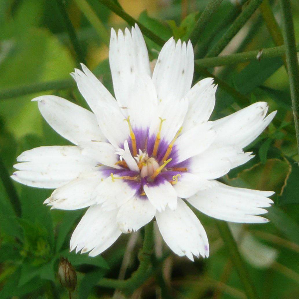 Catananche caerulea Alba - Cupidone blanche Godet de 8/9 cm
