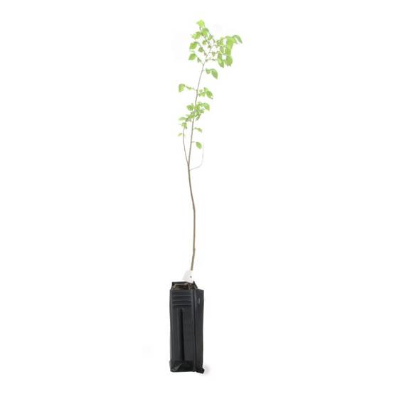 Orme champêtre (Ulmus minor) - Godet - Taille 20/40cm - Pépinières Naudet - Image 3