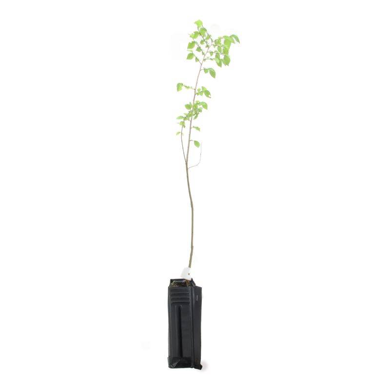 Orme champêtre (Ulmus minor) - Godet - Taille 20/40cm - Pépinières Naudet - Image 3