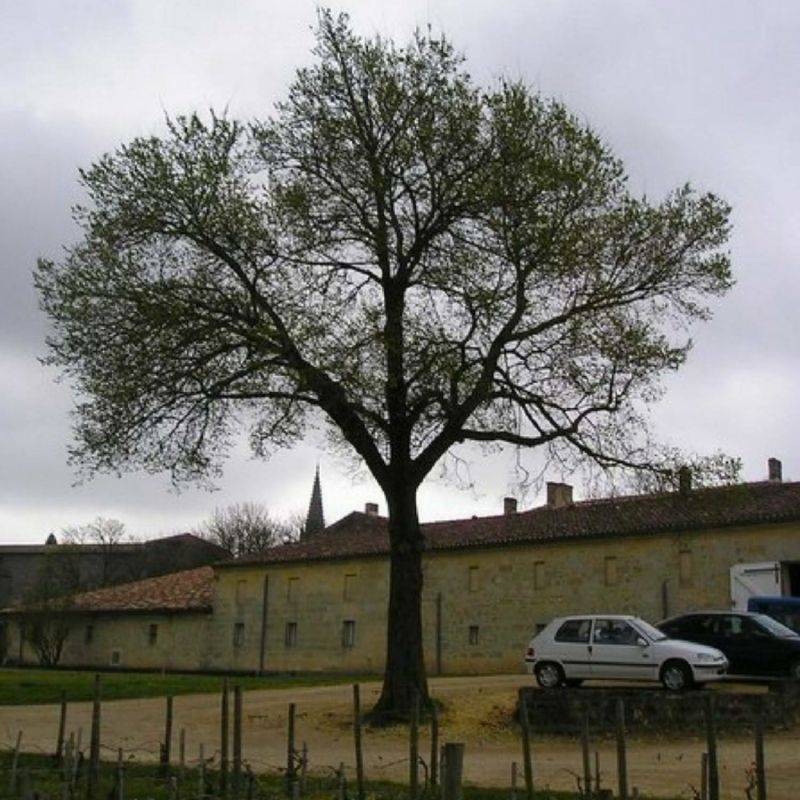 Orme champêtre (Ulmus minor) - Godet - Taille 20/40cm - Pépinières Naudet - Image 1