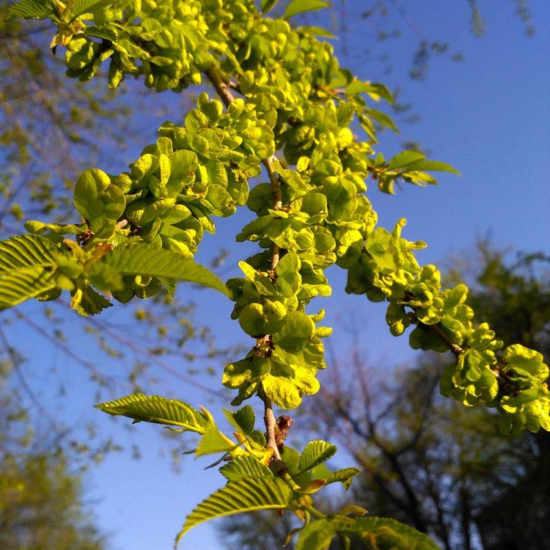 Orme champêtre (Ulmus minor) - Godet - Taille 20/40cm - Pépinières Naudet - Image 2
