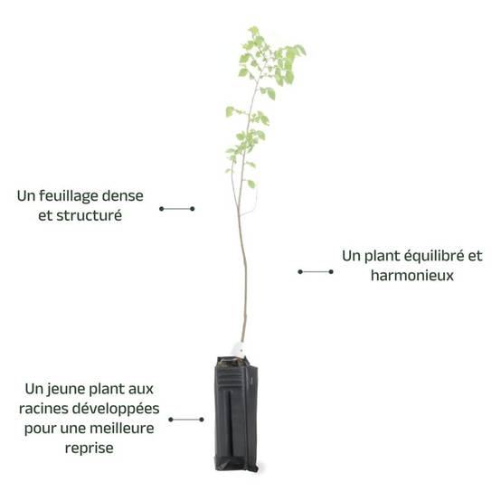 Orme champêtre (Ulmus minor) - Godet - Taille 20/40cm - Pépinières Naudet - Image 4