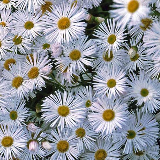 Erigeron Sommerneuschnee - Vergerette de Californie. Godet de 8/9 cm