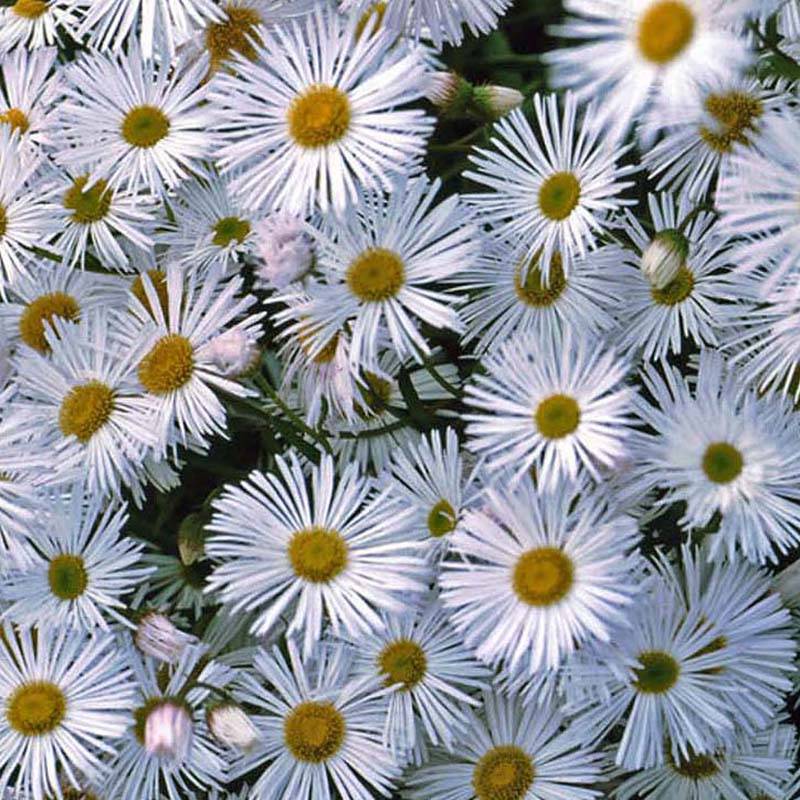 Erigeron Sommerneuschnee - Vergerette de Californie.  Godet de 8/9 cm