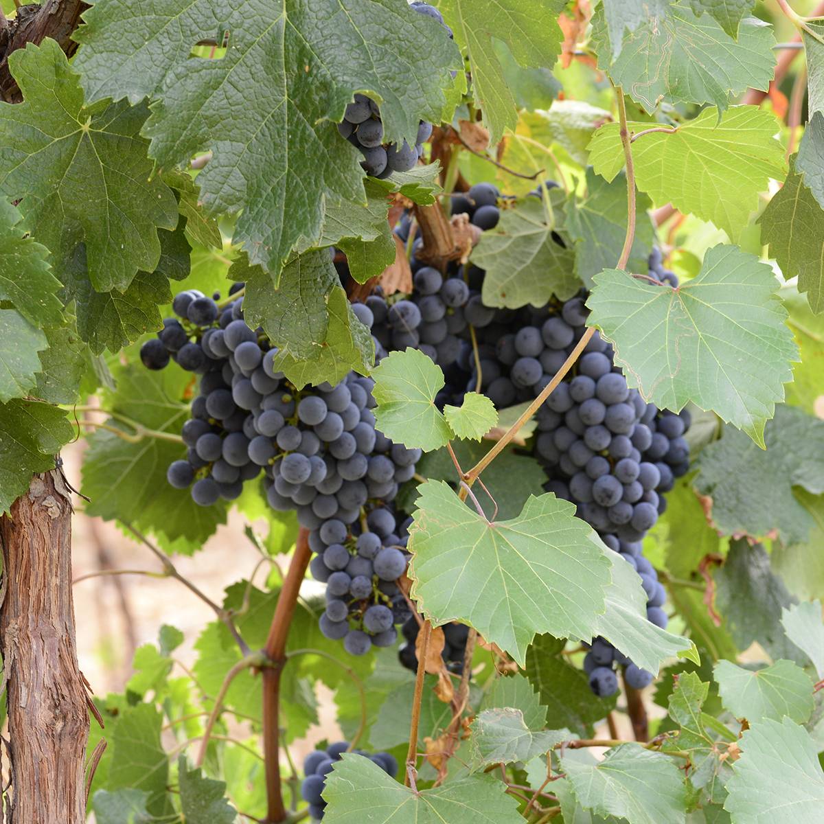 Vigne Bonarda - Vitis vinifera Pot de 1,5L/2L
