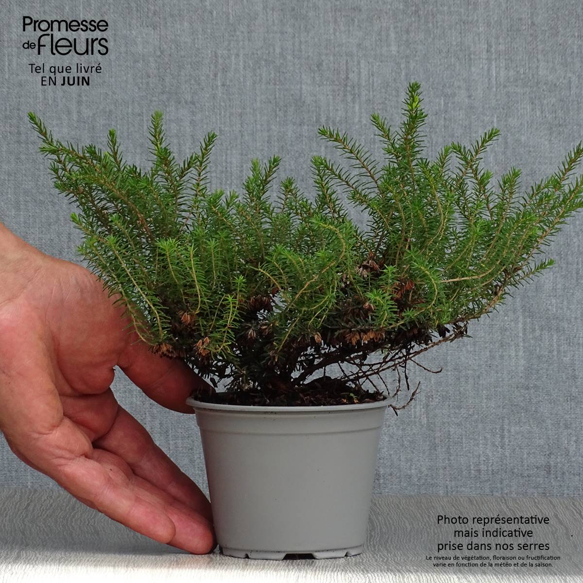 Bruyère d'Hiver - Erica x darleyensis Kramer's Rote Godet de 8/9 cm - Image 2