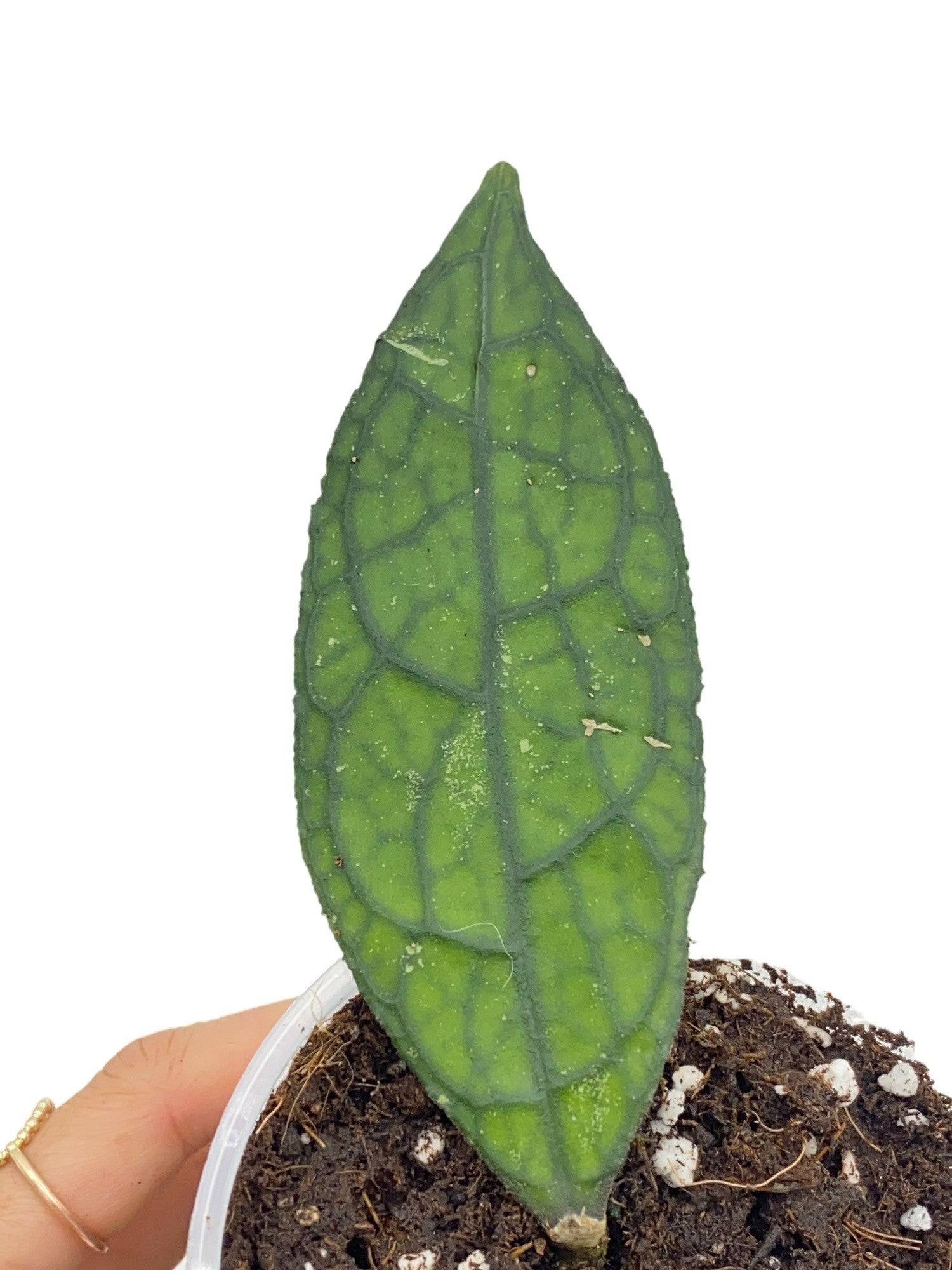 Hoya Clemensiorum - Pot de 9cm - Plantes d'intérieur - Image 1