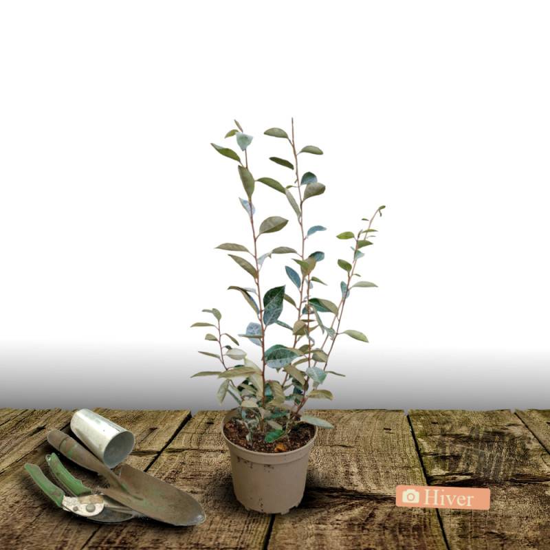 Elaeagnus Compacta, Chalef compact à fleurs Blanche/ - feuillage Persistant - Pot de 10L - 80/120 cm - Image 10