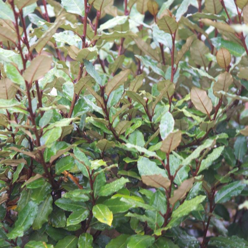 Elaeagnus Compacta, Chalef compact à fleurs Blanche/ - feuillage Persistant - Pot de 10L - 80/120 cm - Image 6