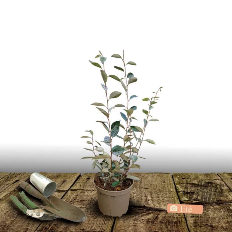 Elaeagnus Compacta, Chalef compact à fleurs Blanche/ - feuillage Persistant - Pot de 10L - 80/120 cm - Image 9
