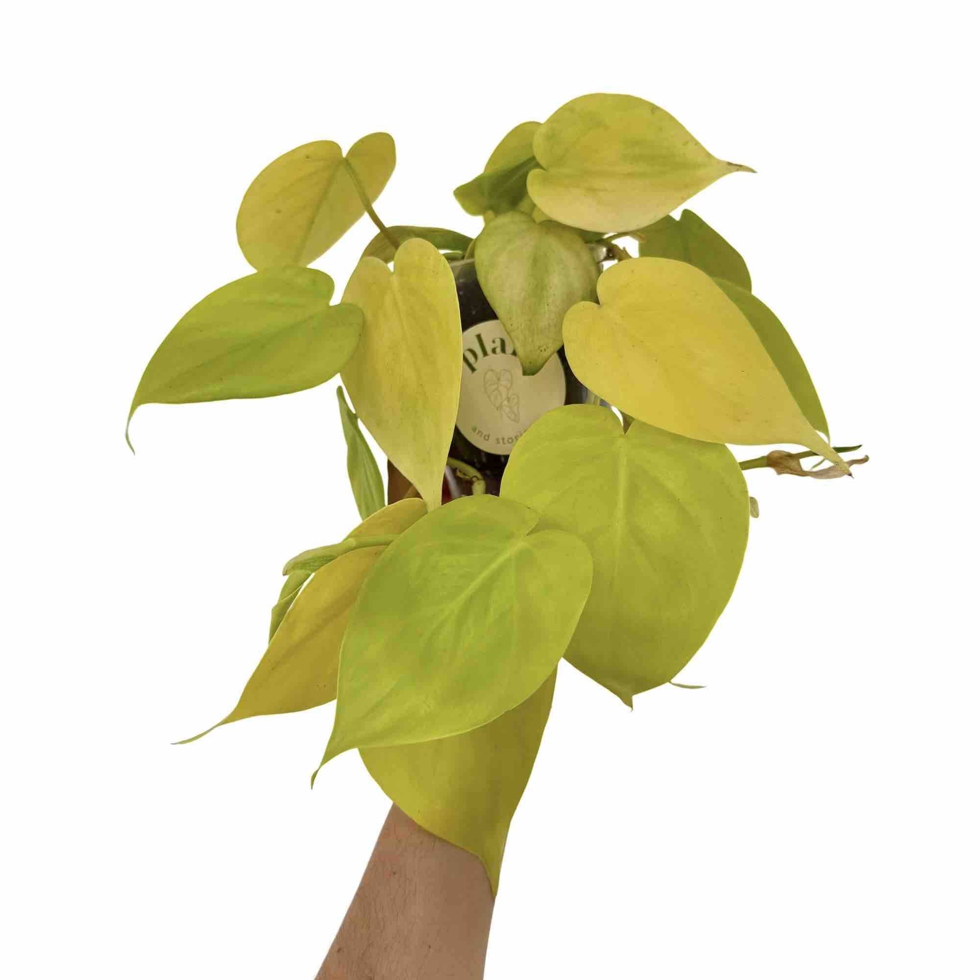 Philodendron Scandens Lemon Lime - Pot de 6cm - Plantes d'intérieur - Image 7