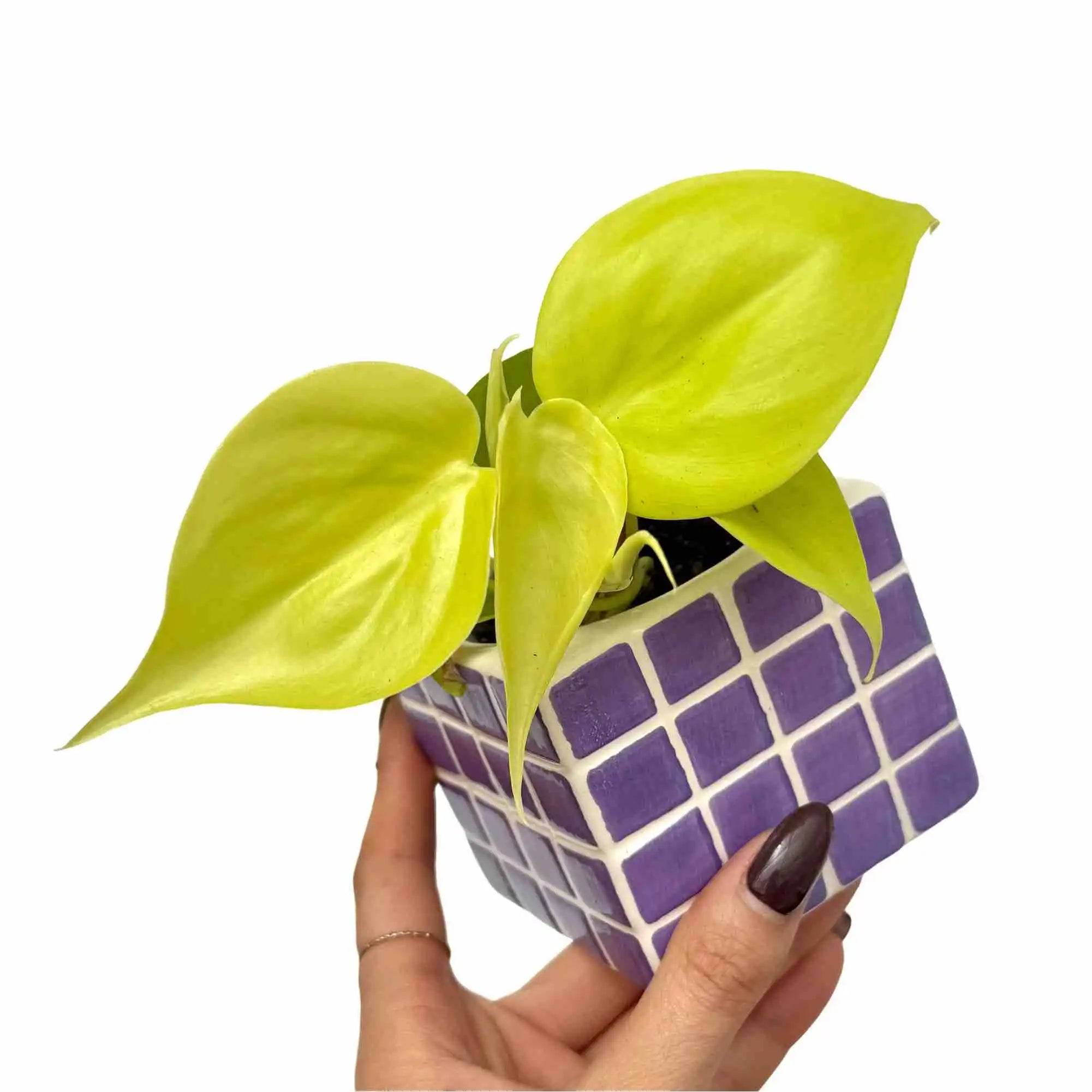 Philodendron Scandens Lemon Lime - Pot de 6cm - Plantes d'intérieur - Image 1
