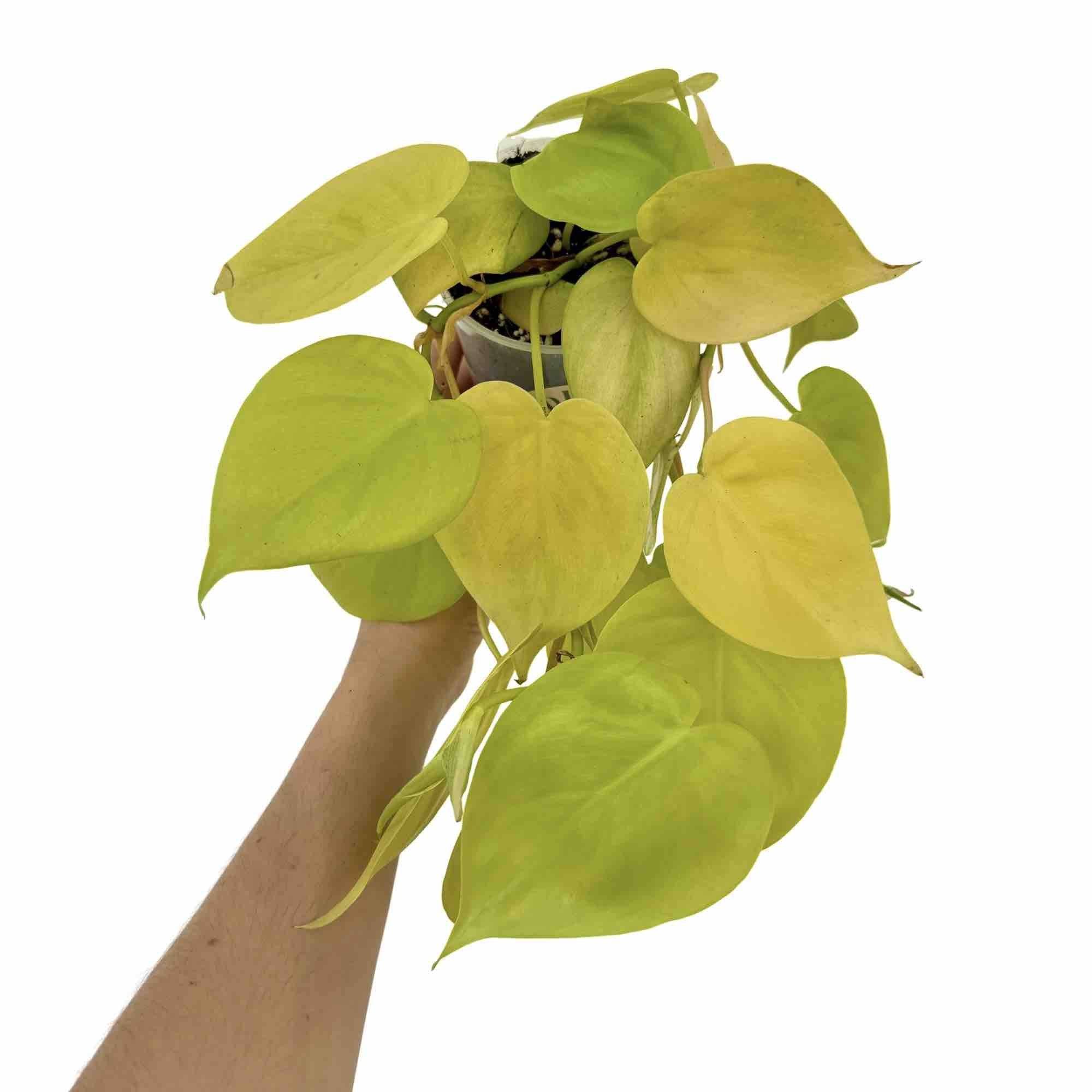 Philodendron Scandens Lemon Lime - Pot de 6cm - Plantes d'intérieur - Image 6