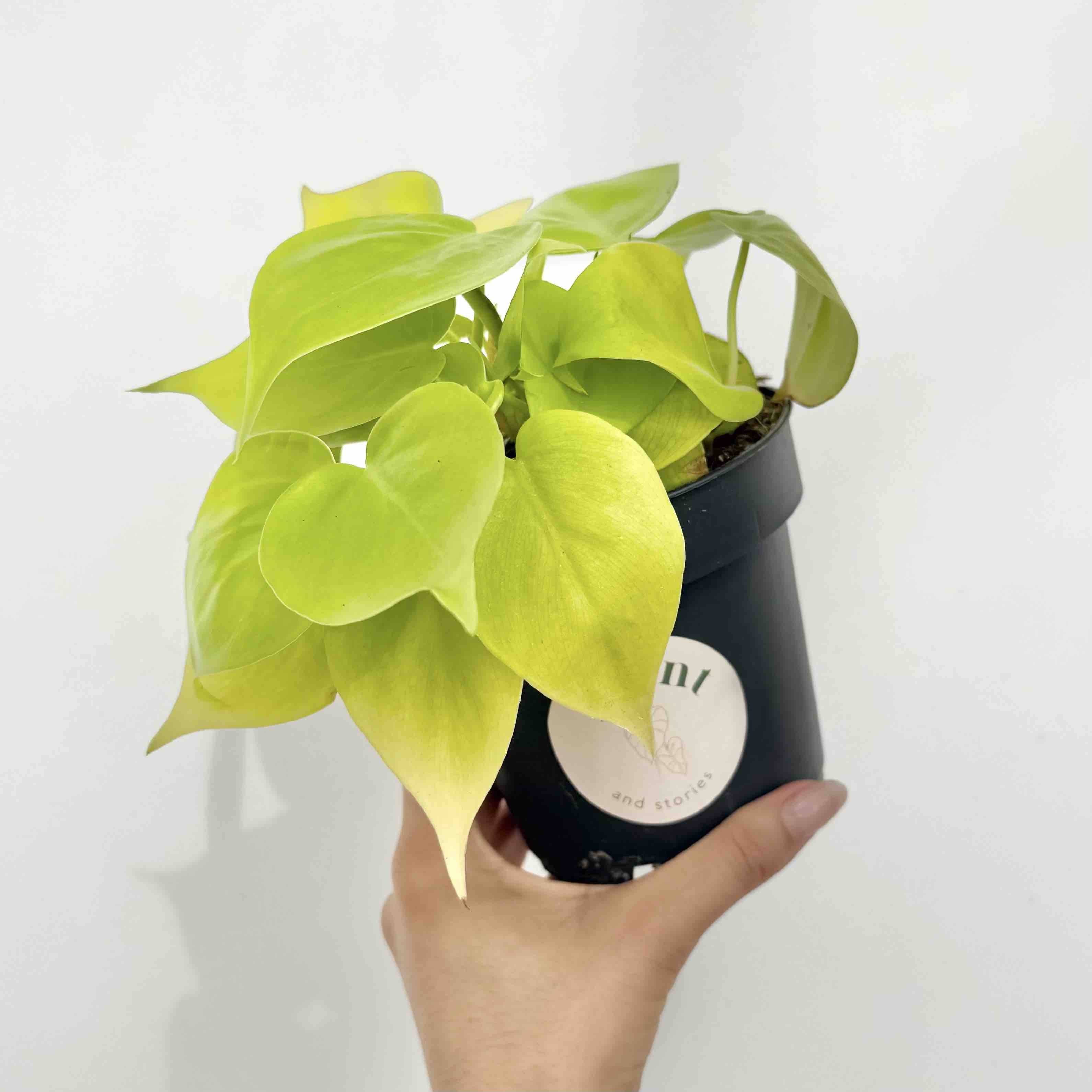 Philodendron Scandens Lemon Lime - Pot de 6cm - Plantes d'intérieur - Image 8