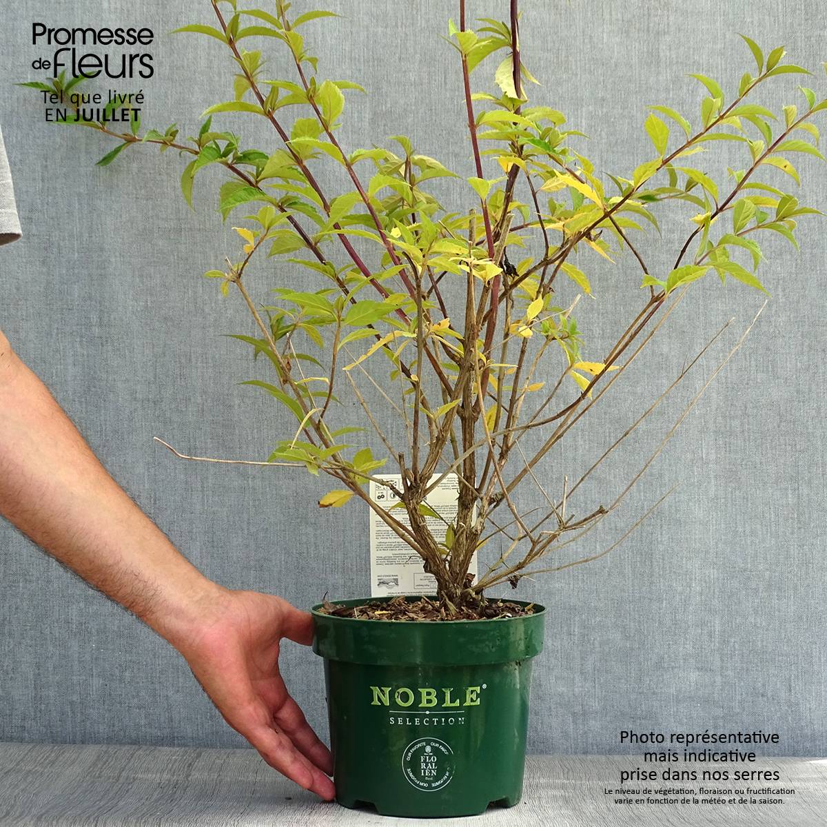 Buddleja davidii Argus Velvet Pot de 3L/4L - Image 2