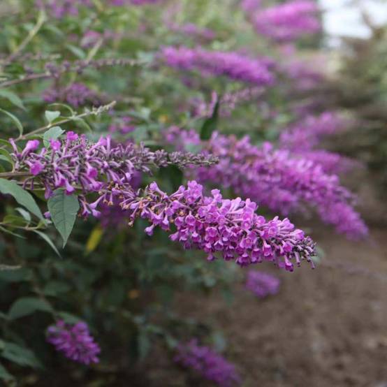 Buddleja davidii Argus Velvet Pot de 3L/4L - Image 1
