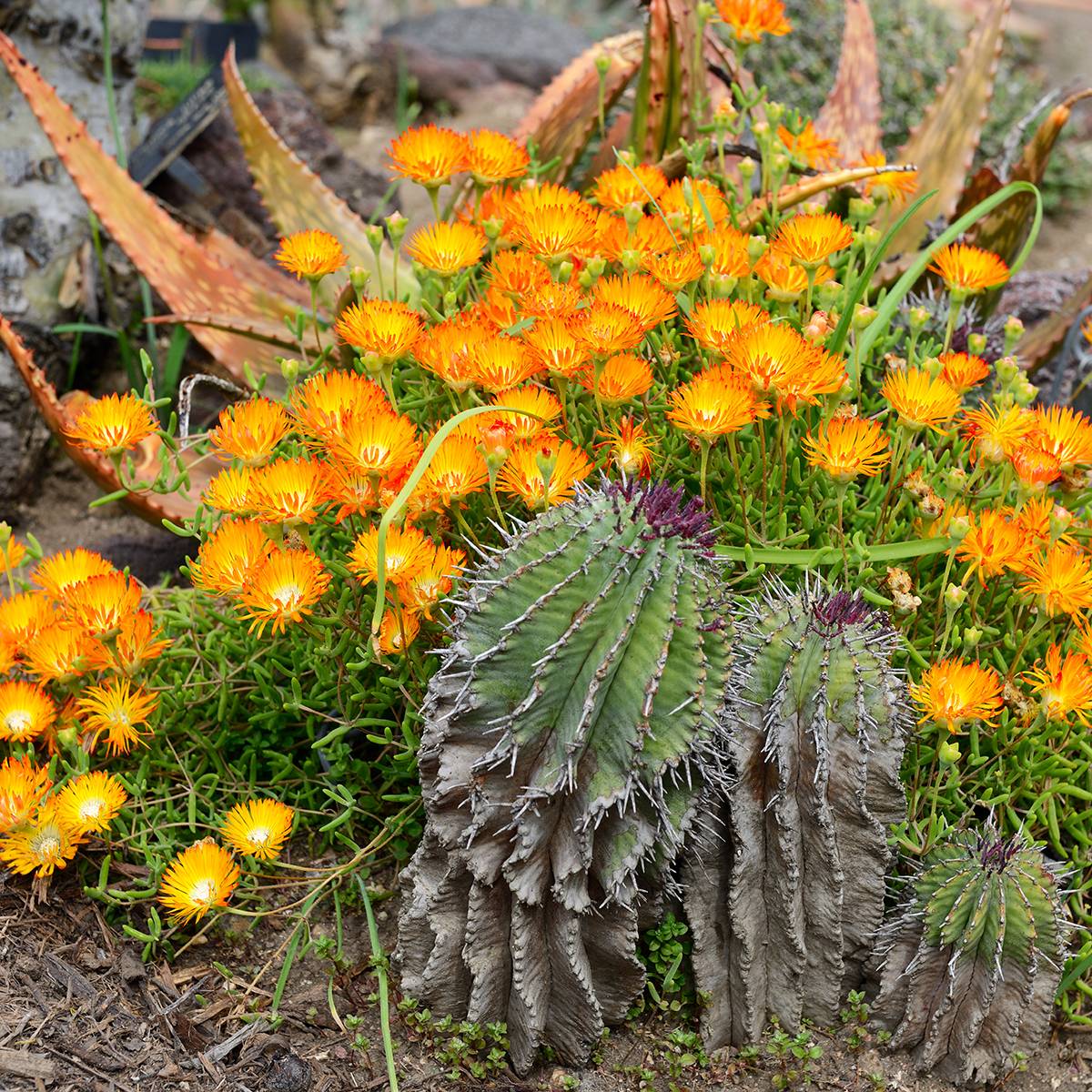 Delosperma Wheels of Wonder Orange Godet de 7/8 cm