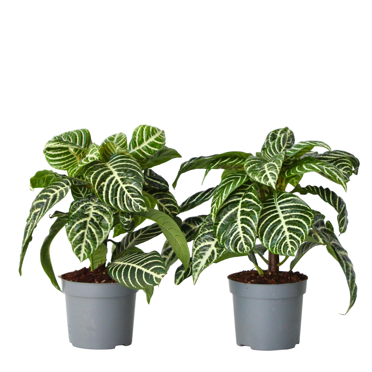 Plant In A Box - Plante à feuilles panachées - Set de 2 - Aphelandra botanica - H25-45cm - ⌀13cm