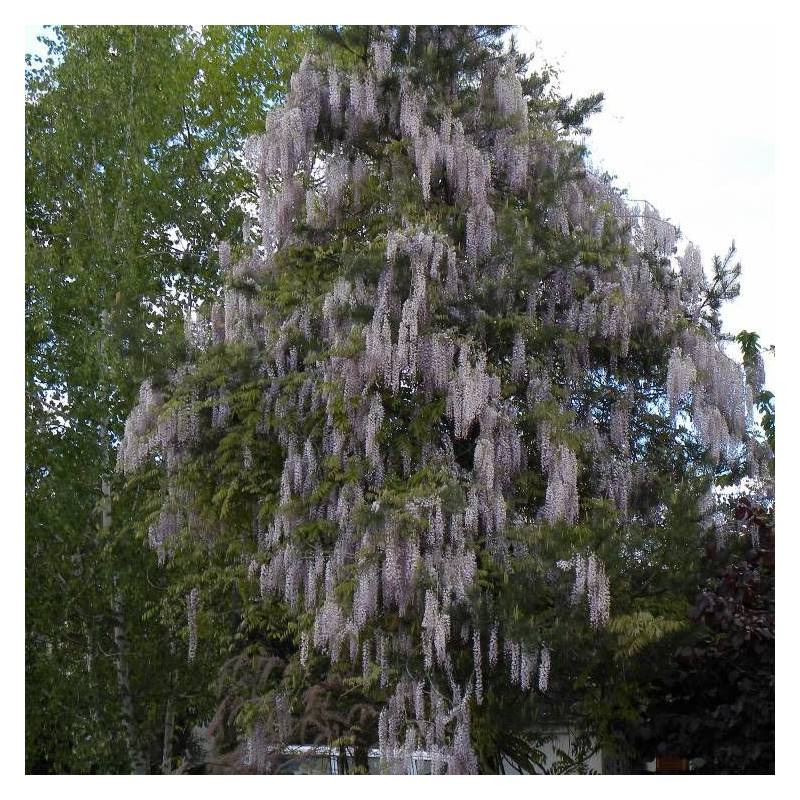Glycine du Japon Pink Ice à fleurs Rose - feuillage Caduc - Pot de 1,5L - Tuteur bambou 30/60 cm-  hauteur à maturité De 5,00 m à 10,00 m - Image 2