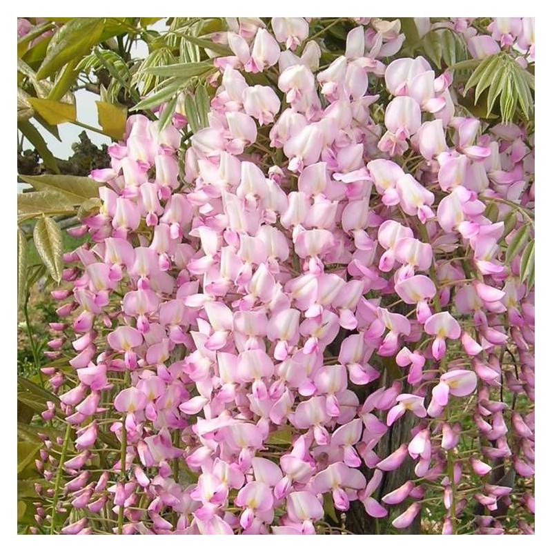 Glycine du Japon Pink Ice à fleurs Rose - feuillage Caduc - Pot de 1,5L - Tuteur bambou 30/60 cm- hauteur à maturité De 5,00 m à 10,00 m - Image 5