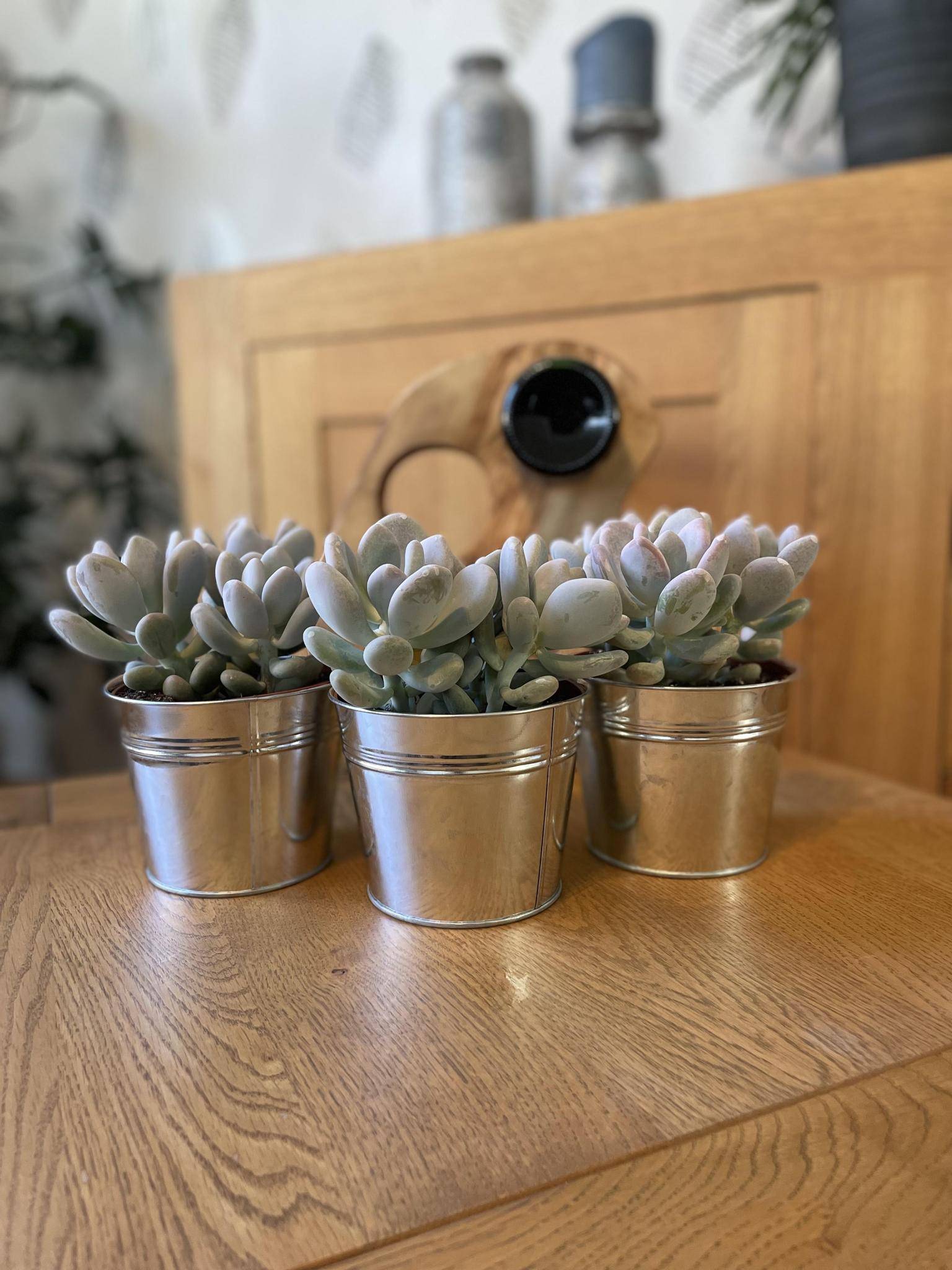 Succulentes Pachyphytum Oviferum - Lot de 3 - Pot Zinc- La Green Touch - Image 2