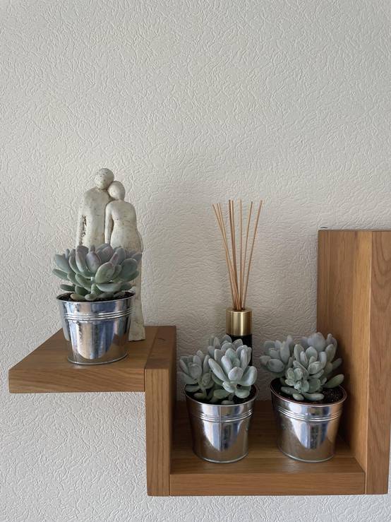 Succulentes Pachyphytum Oviferum - Lot de 3 - Pot Zinc- La Green Touch - Image 3