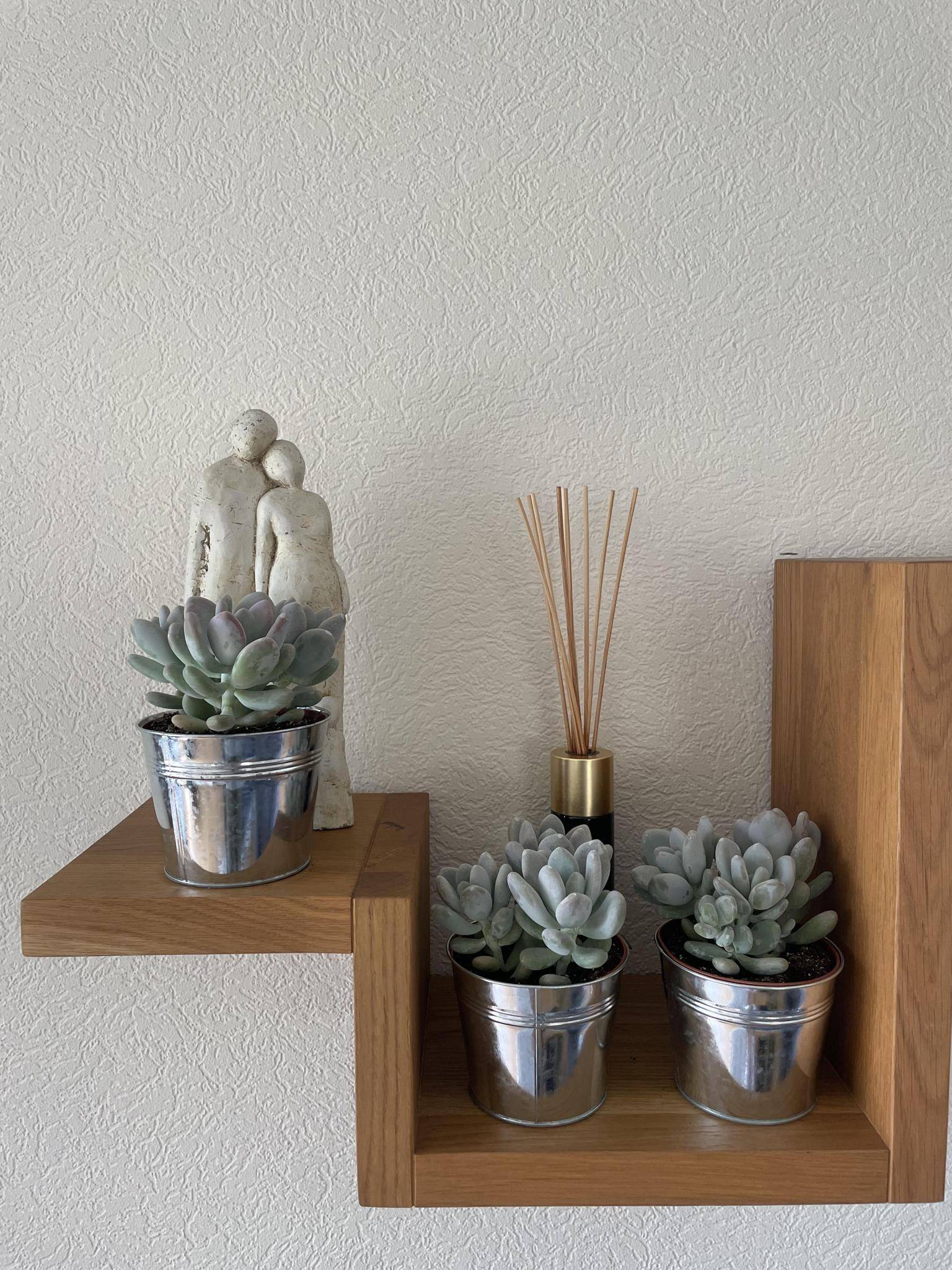 Succulentes Pachyphytum Oviferum - Lot de 3 - Pot Zinc- La Green Touch - Image 3