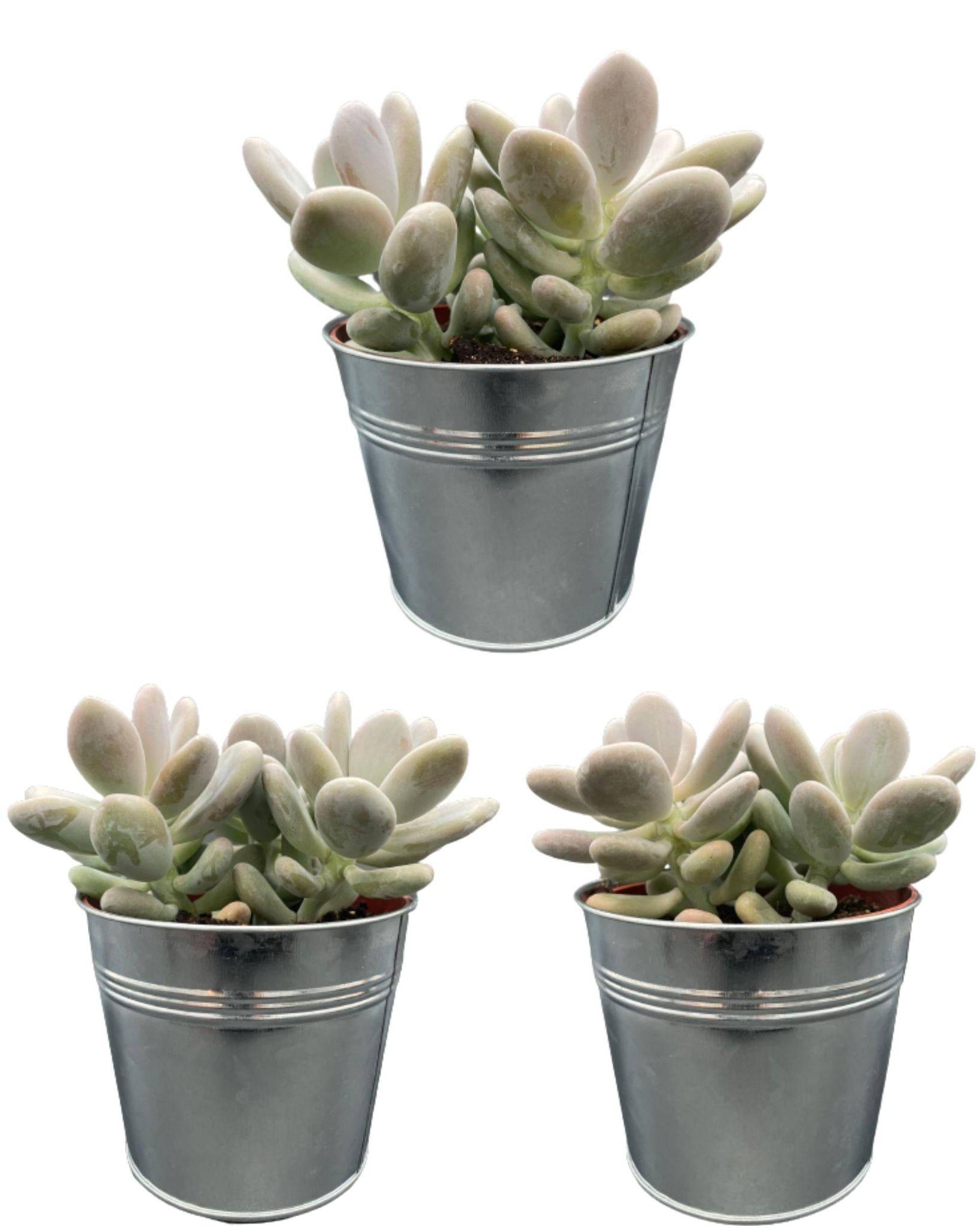 Succulentes Pachyphytum Oviferum - Lot de 3 - Pot Zinc- La Green Touch - Image 1