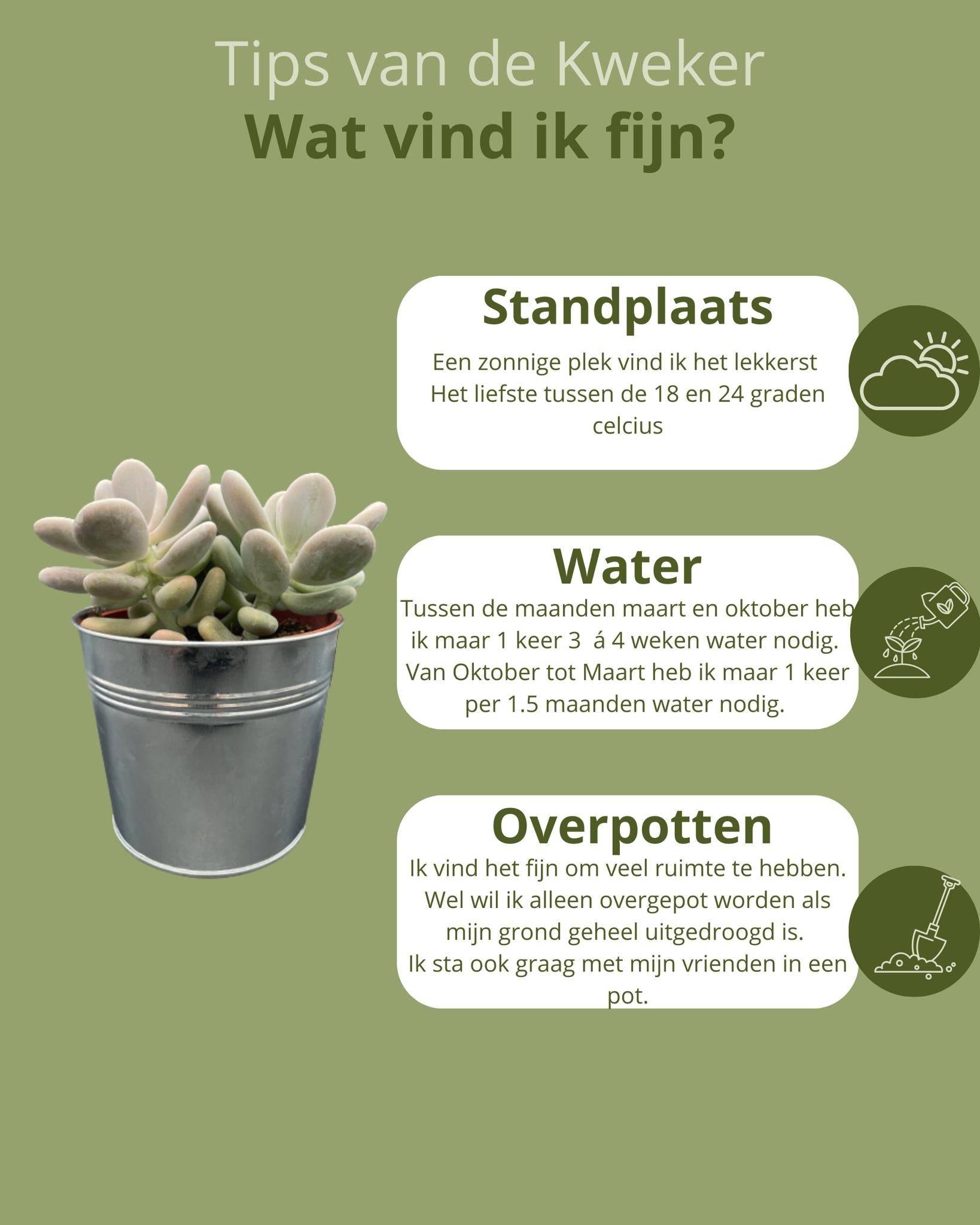 Succulentes Pachyphytum Oviferum - Lot de 3 - Pot Zinc- La Green Touch - Image 5