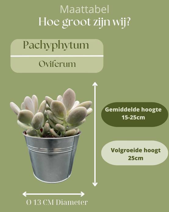 Succulentes Pachyphytum Oviferum - Lot de 3 - Pot Zinc- La Green Touch - Image 4