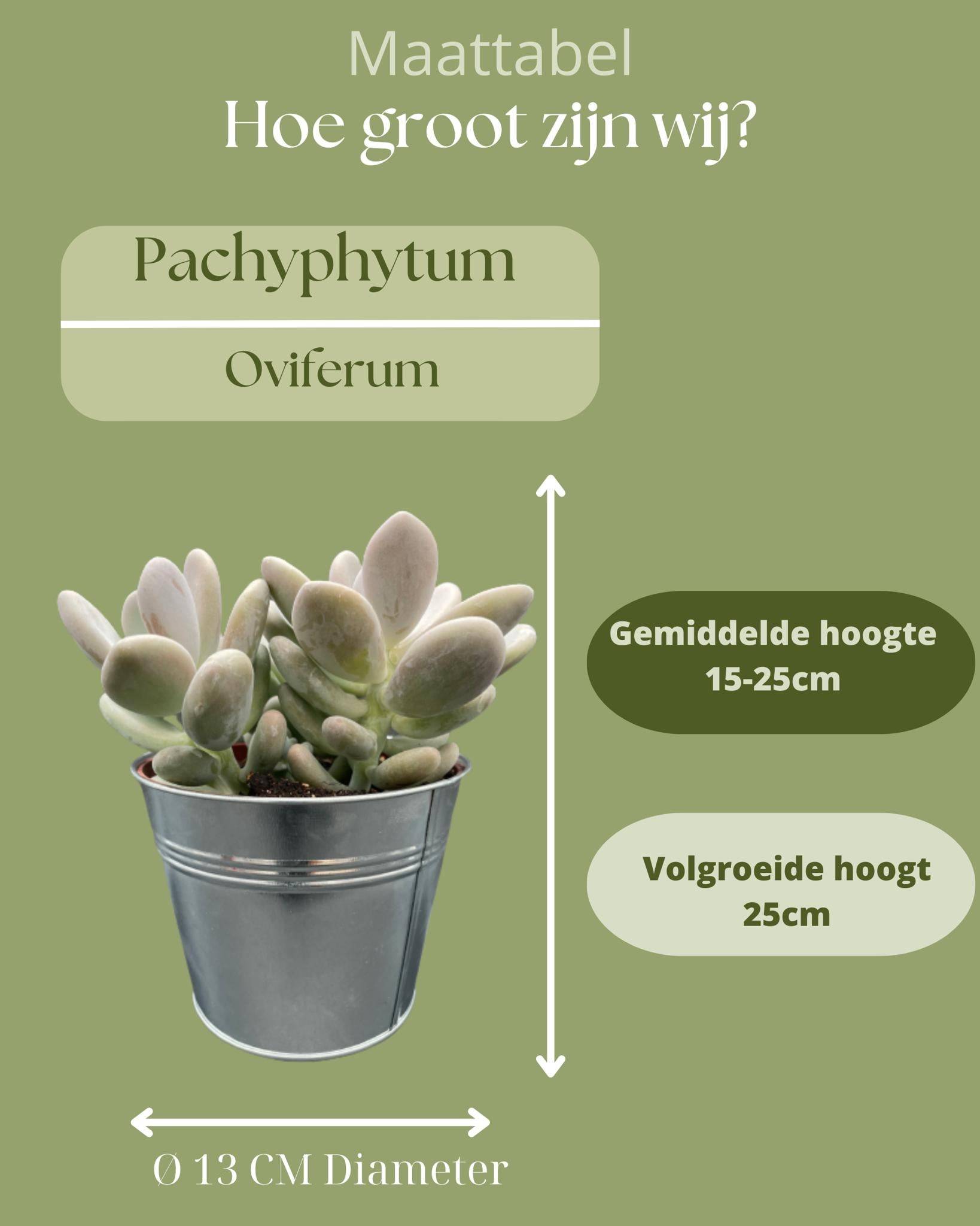 Succulentes Pachyphytum Oviferum - Lot de 3 - Pot Zinc- La Green Touch - Image 4