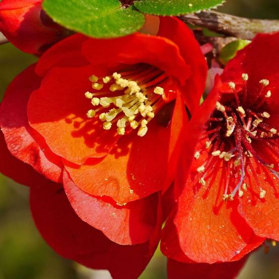 Cognassier du Japon Crimson and Gold, Chaenomeles à fleurs Rouge - feuillage Caduc - Pot de 3L - 40/60 cm- hauteur à maturité De 3,00 m à 5,00 m - Image 1