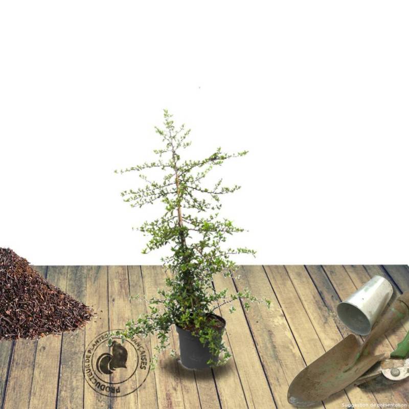 Buisson ardent Orange Glow, Pyracantha à fleurs Blanche/ - feuillage Persistant - Pot de 3L - 60/80 cm - Image 2
