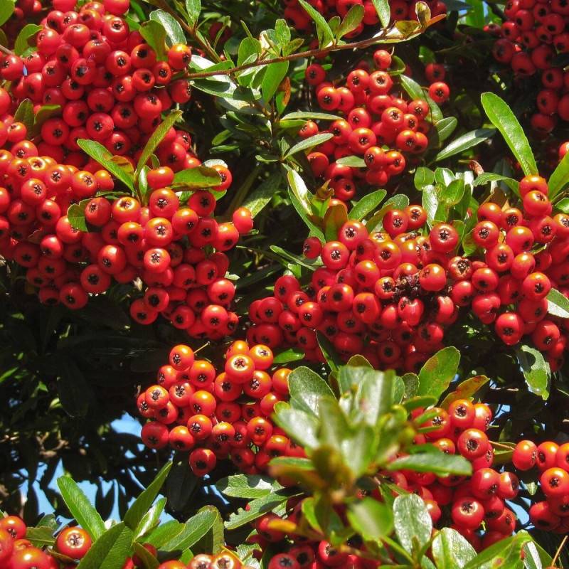 Buisson ardent Orange Glow, Pyracantha à fleurs Blanche - feuillage Persistant - Pot de 3L - 60/80 cm-  hauteur à maturité De 1,50 m à 2,00 m - Image 1
